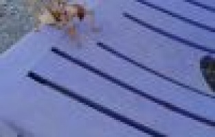 Dev çekirge Adıyaman’da görüldü