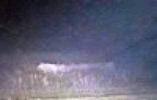 Domuz Sürüsü Görülmeye Devam Ediyor