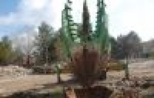 DSİ ALANINDAKİ AĞAÇLAR, OKULLARA TAŞINIYOR   