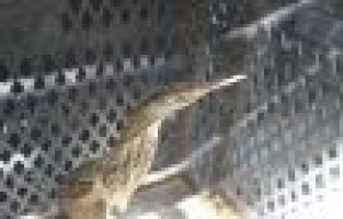 Dünyada nesli tükenmekte olan kuş Adıyaman'da görüldü