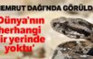 Dünyanın hiç bir yerinde yok Nemrut Dağında göründü