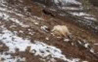 Elektrik akımına kapılan keçiler telef oldu