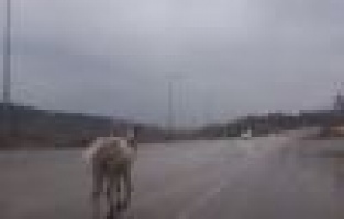 Eşek ıslanmasın diye naylonla sarmışlar