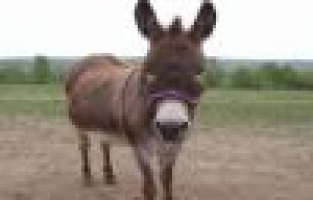 Eşekten Düşen Adam Hastanelik Oldu