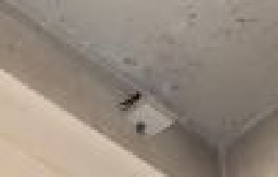 ESNAFIN KUŞLAR YUVASI HASSASİYETİ