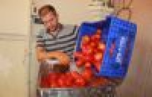 Ev yapımı salça sezonu başladı