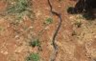 Eve giren yılanı itfaiye ekipleri yakaladı