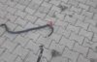 Eve giren yılanı itfaiye yakaladı