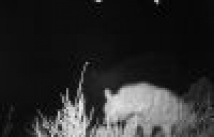 Fotokapana yakalandı