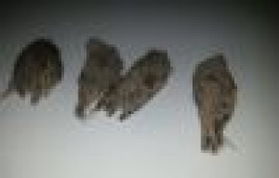 Gölbaşı ilçesinde kaçak avcılara geçit yok