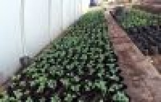 Gölbaşı İlçesinde Peyzaj Çalışmaları