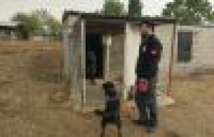 Güvercin kümesinde uyuşturucu bulundu 