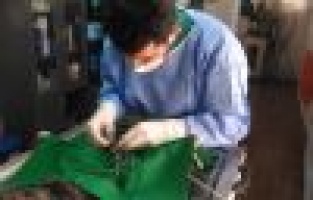 Hasta kedi operasyonla sağlığına kavuştu