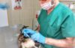 Hasta kedi tedavi edildi