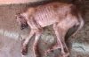 Hasta köpek Adıyaman Belediyesi tarafından tedavi altına alındı