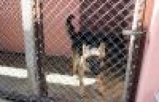 Hayvan Barınağı Sokak Hayvanlarına Yuva Oluyor