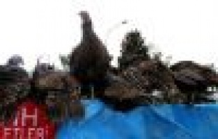 Hindilerini dolandırıcıya kaptırdı