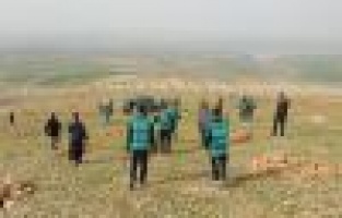 Hükümlüler zeytin fidanı dikti