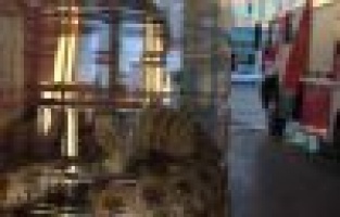 İkamet bahçesinde yakalanan yılan doğaya bırakıldı