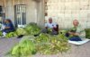 İlk Tütünler Saplanmaya Başladı