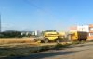 İmar alanı içindeki hububat hasadı vatandaşı rahatsız ediyor