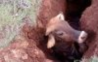 İnek definecilerin açtığı çukura düştü