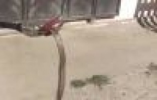  İş yerine giren yılan yakalandı