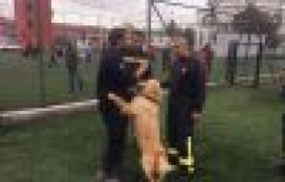 İtfaiye ekipleri K9 eğitimi alıyor