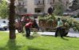 Izgaralar Temizlendi, Ağaçlar Budandı