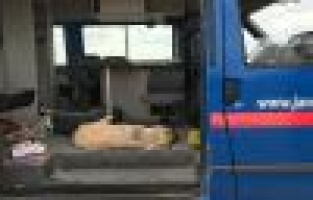 Jandarma ekipleri yaralı köpeği yaşatmak için seferber oldu
