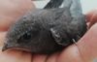 Jandarma görevlileri ebabil kuşunu besleyip doğaya bıraktı