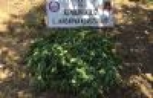 Jandarma kenevir bitkisi ele geçirdi