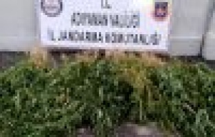 Jandarma kenevir ele geçirdi