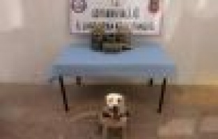 Jandarma uyuşturucu madde ele geçirdi