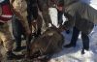 Jandarma yaralı dağ keçisini battaniyeye sardı