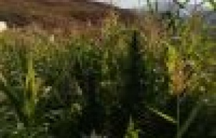 Jandarmadan uyuşturucu tacirine darbe