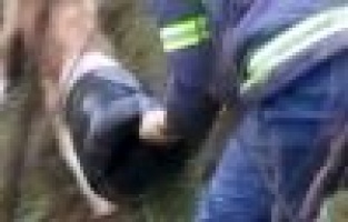 Kafası bidona sıkışan köpeği temizlik görevlileri kurtardı