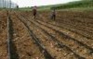 Kahta Meslek Yüksek Okulunda Çilek Demonstrasyon Uygulama Alanı Kuruldu