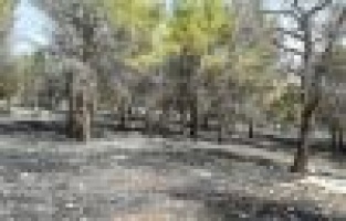 Karadağ Ormanlık alanda yangın paniği