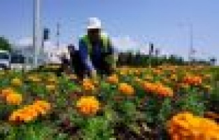 Kavşaklar mevsim çiçekleriyle renklendi