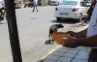 Kavurucu Sıcaklarda Sokak Hayvanlarına Bir Kap Su 