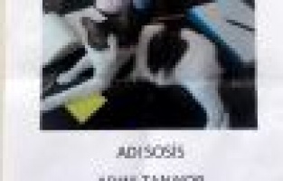 Kaybolan kedi için ‘kayıp’ ilanı 