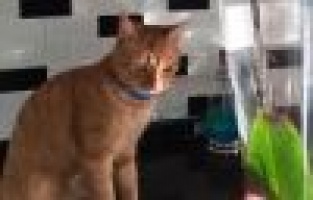 Kayıp kedisini her yerde arıyor