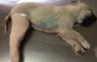 Kazada yaralanan köpek tedavi altına alındı