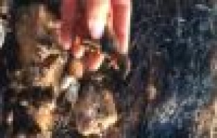 Keklikler dakikalar içerisinde küle döndü