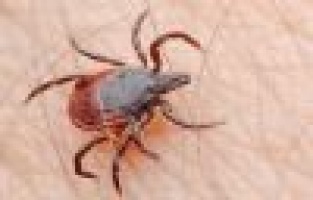 Kenenin ısırdığı çocuk yaşam savaşı veriyor