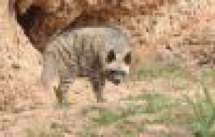 Kırmızı listede yer alan çizgili sırtlan Adıyaman'da görüntülendi