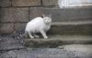 KIŞ, EN ÇOK SOKAK HAYVANLARINI ETKİLİYOR