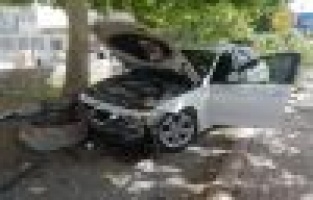 Köpeğe çarpmamak için ağaca çarptı