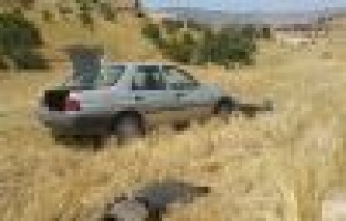 Köpek kazaya neden oldu